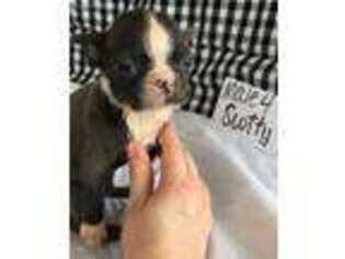 Boston Terrier Puppy for sale in Elkton, KY, USA