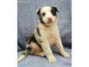 Shetland Sheepdog Puppy for sale in Cumberland, MD, USA