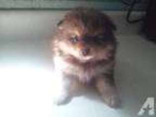 Pomeranian Puppy for sale in CENTRAL, SC, USA