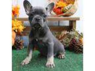 French Bulldog Puppy for sale in Sturgis, MI, USA
