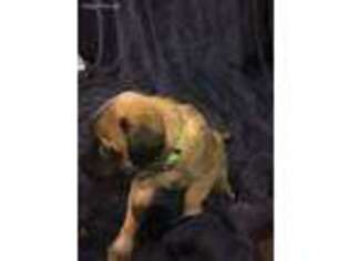 Mastiff Puppy for sale in Acushnet, MA, USA