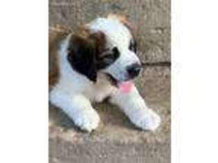 Saint Bernard Puppy for sale in Fayetteville, TN, USA