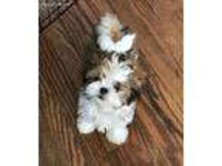 Mal-Shi Puppy for sale in Bergenfield, NJ, USA