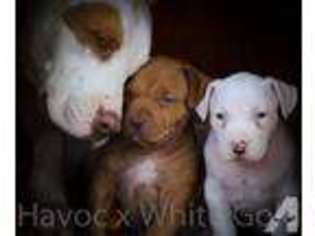 American Pit Bull Terrier Puppy for sale in BIG STONE GAP, VA, USA