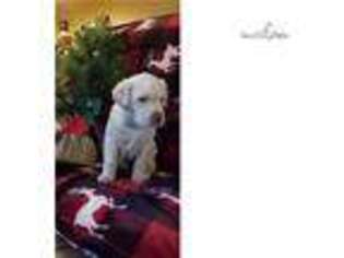 Labrador Retriever Puppy for sale in Wilkes Barre, PA, USA
