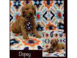 Goldendoodle Puppy for sale in Prague, OK, USA