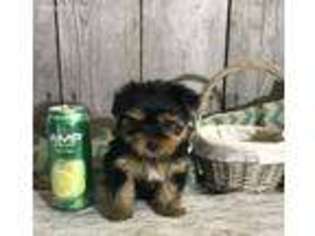 Yorkshire Terrier Puppy for sale in Waukegan, IL, USA