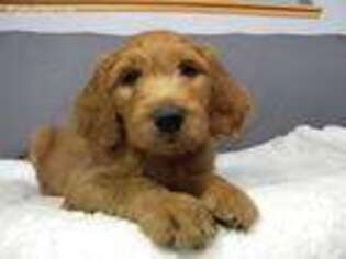 Goldendoodle Puppy for sale in Hammond, WI, USA