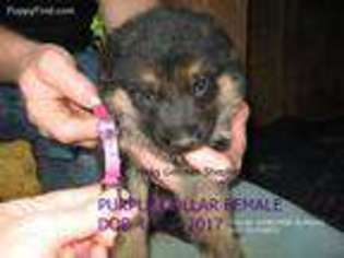 German Shepherd Dog Puppy for sale in Mill Spring, NC, USA