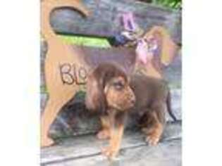 Bloodhound Puppy for sale in New Cumberland, WV, USA