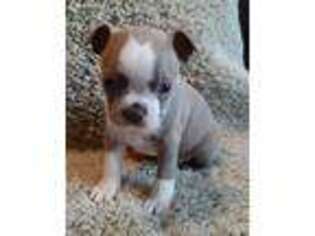 Boston Terrier Puppy for sale in Danville, IL, USA