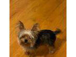 Yorkshire Terrier Puppy for sale in Maspeth, NY, USA