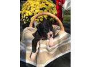 Boxer Puppy for sale in Griffin, GA, USA