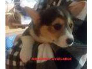 Pembroke Welsh Corgi Puppy for sale in Fountain City, WI, USA