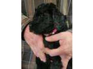 Goldendoodle Puppy for sale in Gillett, WI, USA