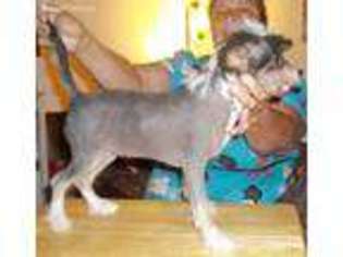 Chinese Crested Puppy for sale in Globe, AZ, USA