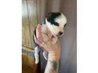 Cardigan Welsh Corgi Puppy for sale in Bloomington, IN, USA