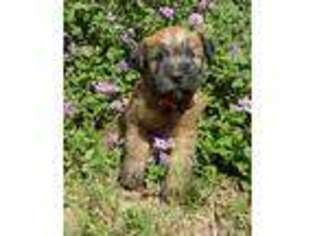 Soft Coated Wheaten Terrier Puppy for sale in Mason, TX, USA