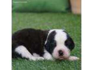 Saint Bernard Puppy for sale in Miami, FL, USA