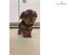 Yorkshire Terrier Puppy for sale in Boone, NC, USA