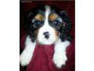 Cavalier King Charles Spaniel Puppy for sale in Connersville, IN, USA