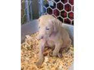 Weimaraner Puppy for sale in Marysville, CA, USA