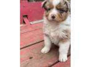 Australian Shepherd Puppy for sale in Spangle, WA, USA