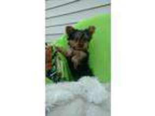 Yorkshire Terrier Puppy for sale in New Holland, PA, USA