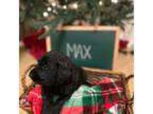 Mutt Puppy for sale in Moneta, VA, USA