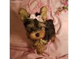 Yorkshire Terrier Puppy for sale in Blackfoot, ID, USA