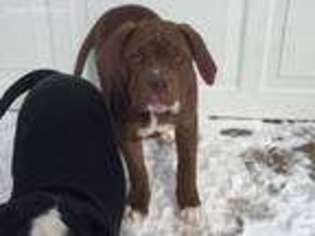 Alapaha Blue Blood Bulldog Puppy for sale in Tahlequah, OK, USA