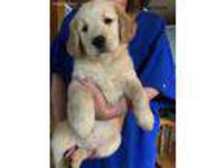 Golden Retriever Puppy for sale in Streator, IL, USA