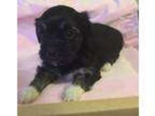 Havanese Puppy for sale in Central Point, OR, USA