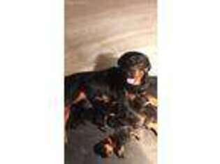 Rottweiler Puppy for sale in Hampton, CT, USA
