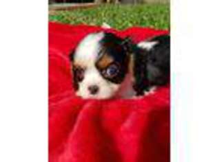 Cavalier King Charles Spaniel Puppy for sale in Hendersonville, NC, USA