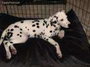 Dalmatian Puppy for sale in Eugene, OR, USA