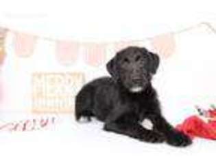 Labradoodle Puppy for sale in Naples, FL, USA