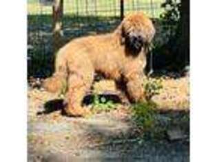 Briard Puppy for sale in Peru, IL, USA