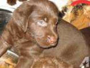 Labradoodle Puppy for sale in APOPKA, FL, USA