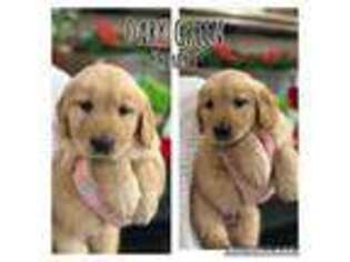 Golden Retriever Puppy for sale in Castle Dale, UT, USA