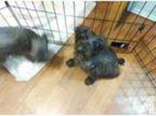 Schnoodle (Standard) Puppy for sale in HOLT, FL, USA