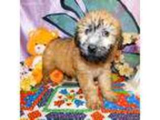 Soft Coated Wheaten Terrier Puppy for sale in Cincinnati, OH, USA