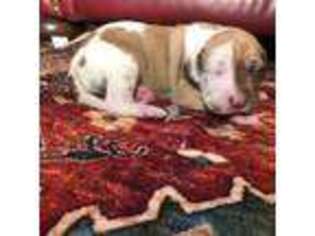 Great Dane Puppy for sale in Sedalia, MO, USA