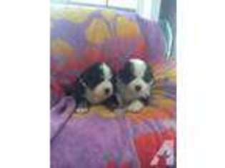 Bernese Mountain Dog Puppy for sale in CENTER HILL, FL, USA