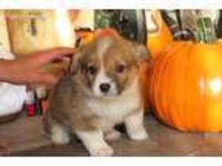 Pembroke Welsh Corgi Puppy for sale in Clinton, TN, USA