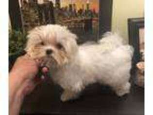 Maltese Puppy for sale in Mastic, NY, USA