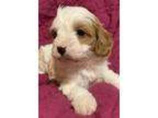 Cavapoo Puppy for sale in Lebanon, TN, USA