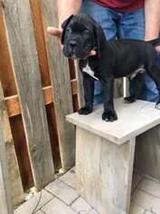 Cane Corso Puppy for sale in Elko, NV, USA
