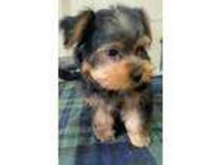 Yorkshire Terrier Puppy for sale in Dickson, TN, USA