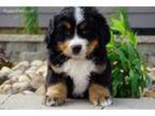 Bernese Mountain Dog Puppy for sale in Boyden, IA, USA